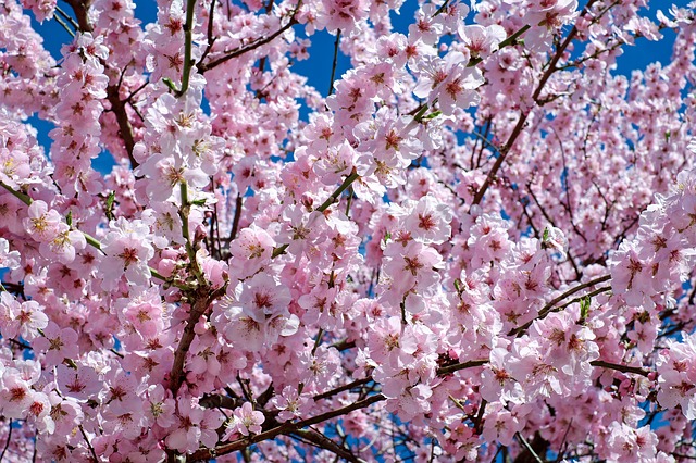 japanische-kirschblüten